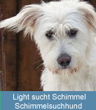 Ein Schimmelsuchhund wird nur eingesetzt bei Verdacht auf Schimmel in geschlossenen Rumen.