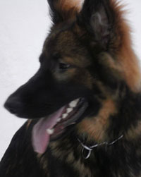 Schimmelsuchhund Fite