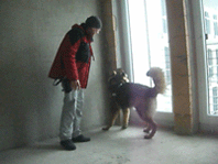 Schimmelsuchhund Fite bei der Schimmelsuche