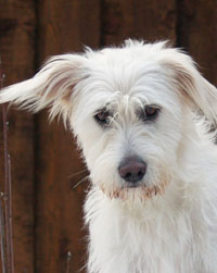 Schimmelsuchhund Light