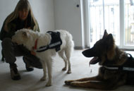 Schimmelfrei-Pr�fsiegel der Schimmelsuchhundestaffel Bayern